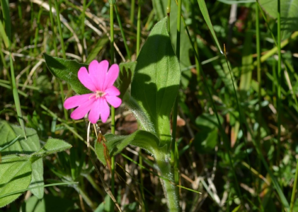 Santa Brigida (Val Brembana, BG) : Silene dioica